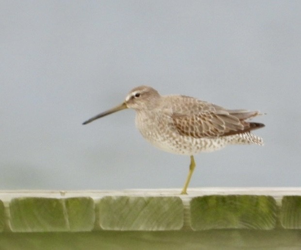 Short-billed Dowitcher - ML613621697