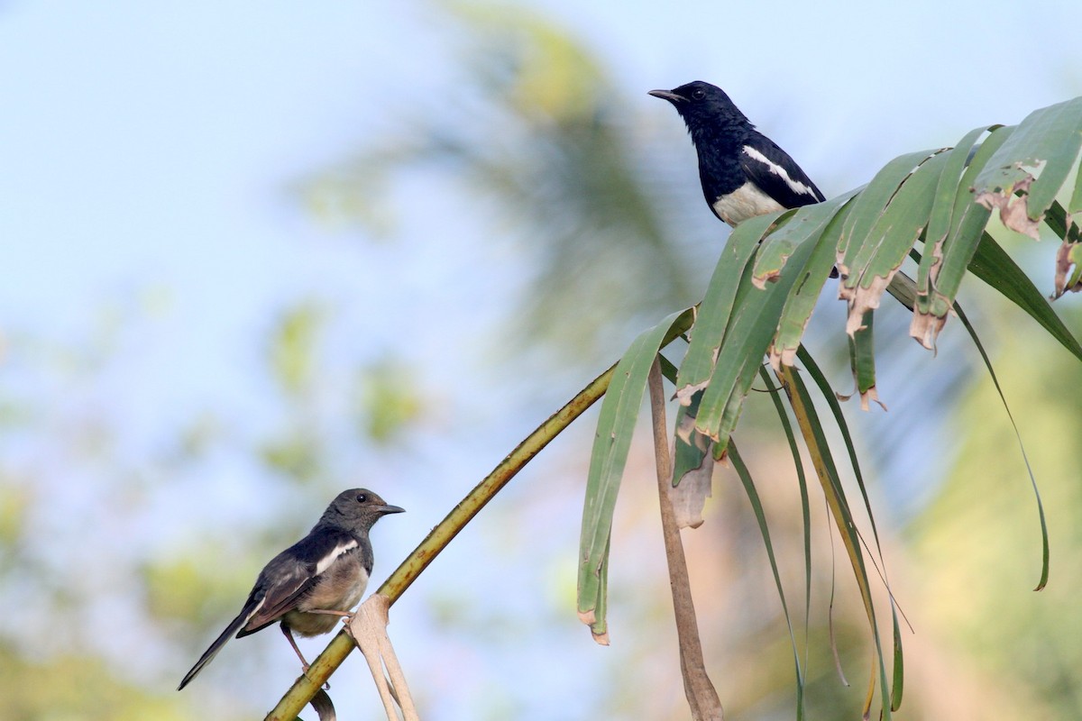Oriental Magpie-Robin - Manoj Karingamadathil