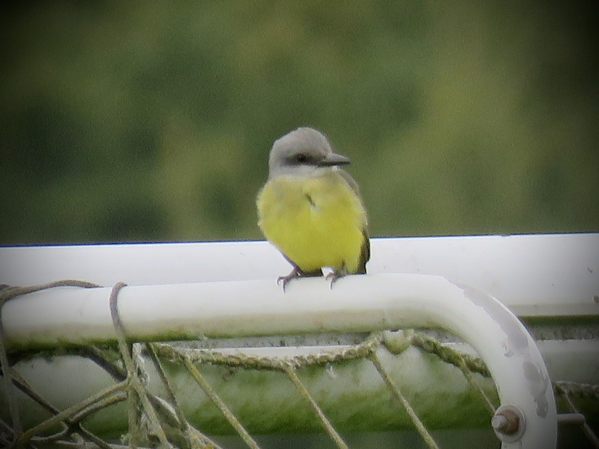 Tropical Kingbird - ML613621712