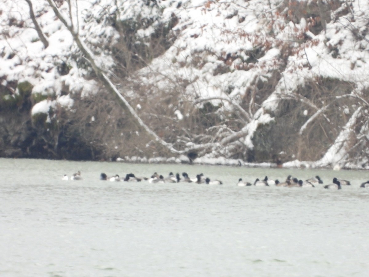 Lesser Scaup - Bob Koontz