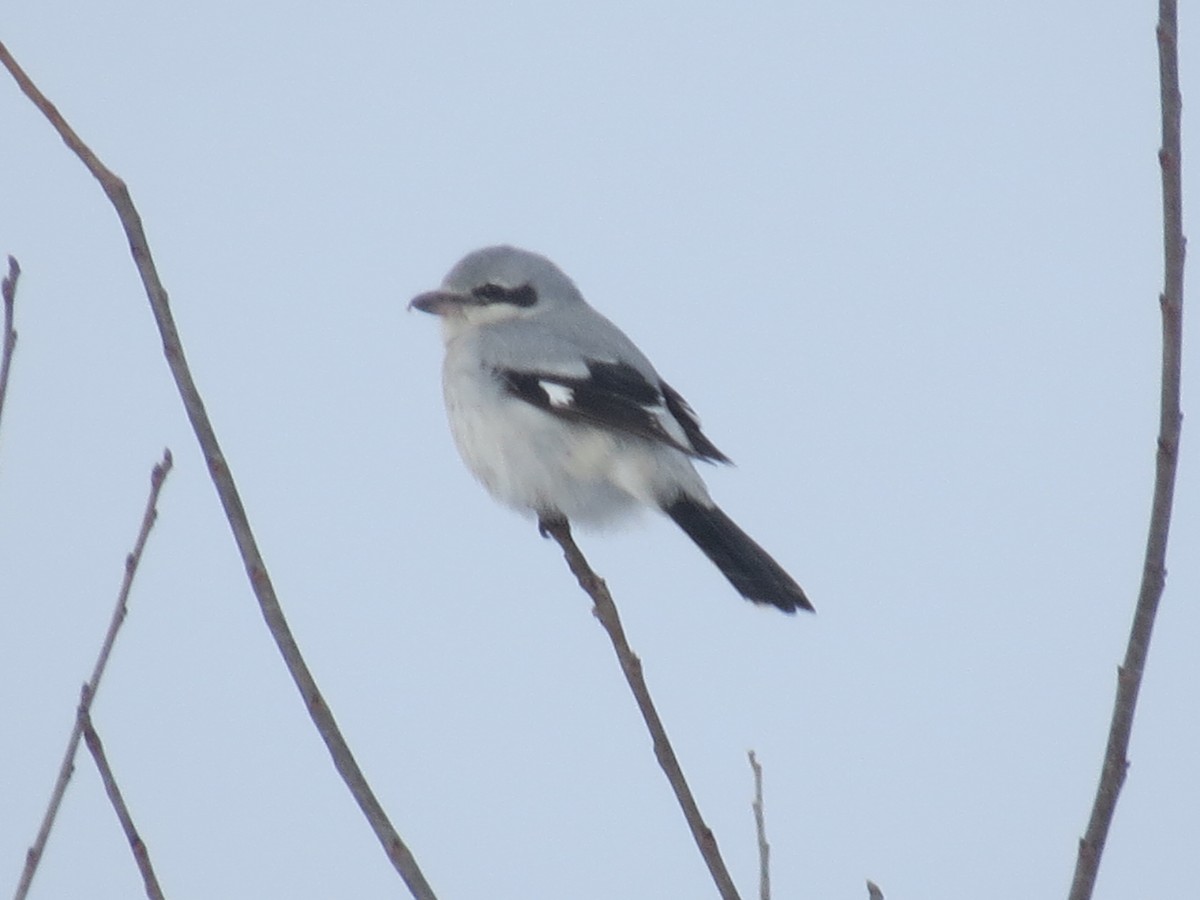 Alcaudón Boreal - ML613621817