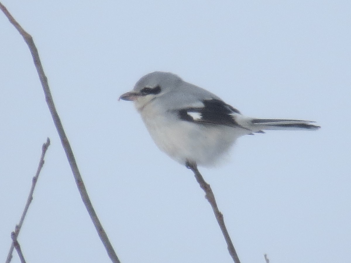 Northern Shrike - ML613621827