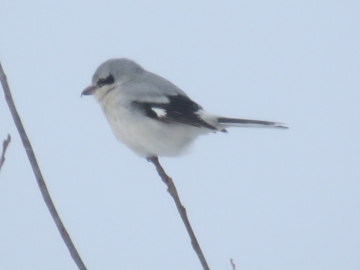 Northern Shrike - ML613621837