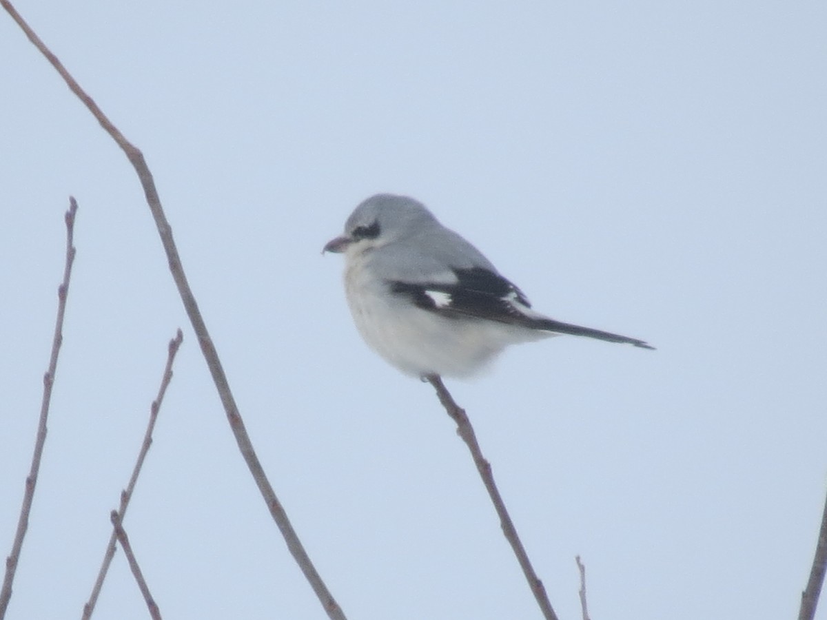 Northern Shrike - ML613621865