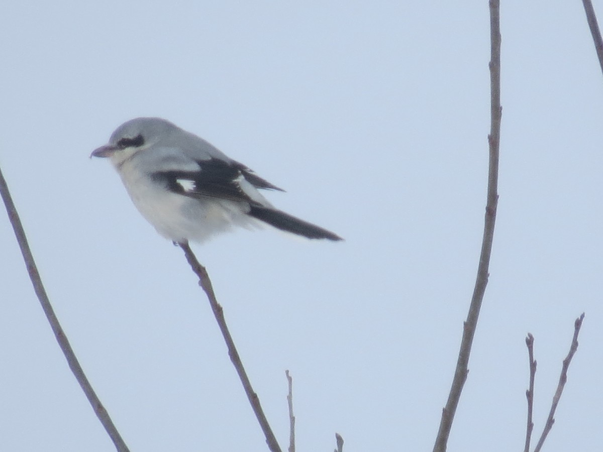 Northern Shrike - Ethan Maynard