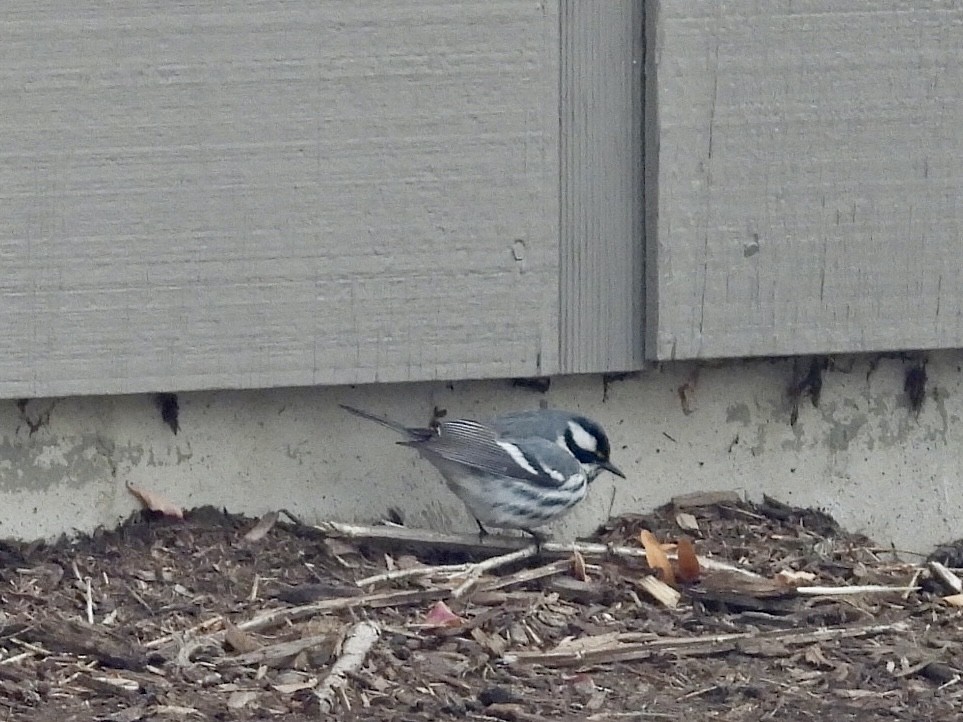 Black-throated Gray Warbler - ML613621938