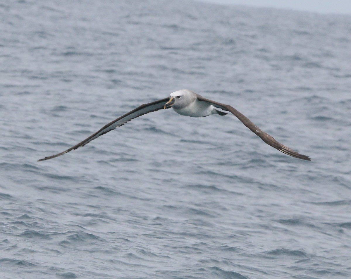 Albatros de Buller - ML613621969