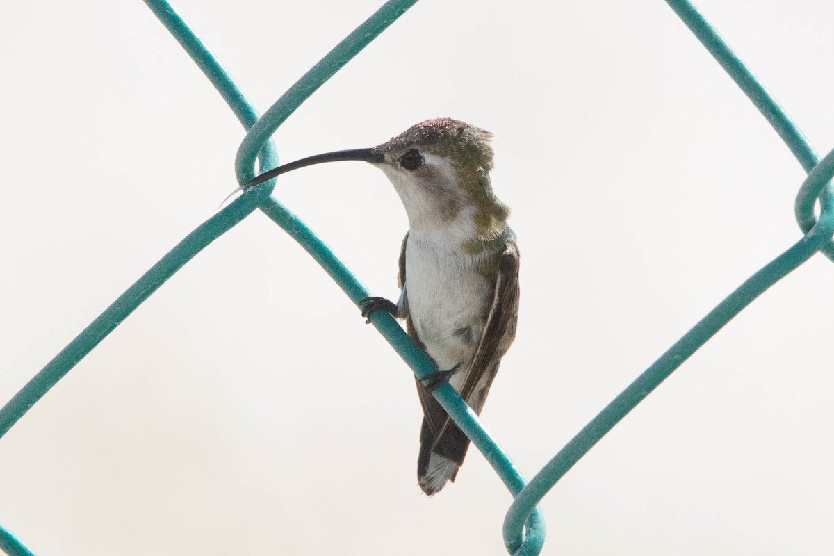 Mexican Sheartail - ML613622039