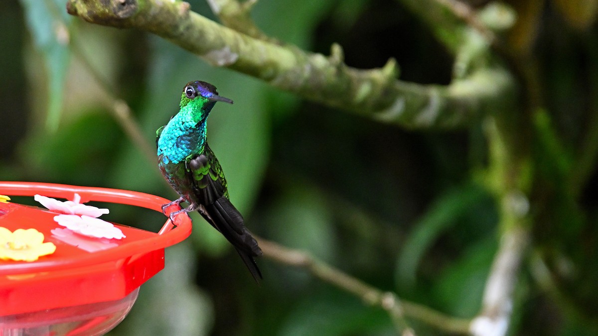 Violet-fronted Brilliant - Soren Bentzen