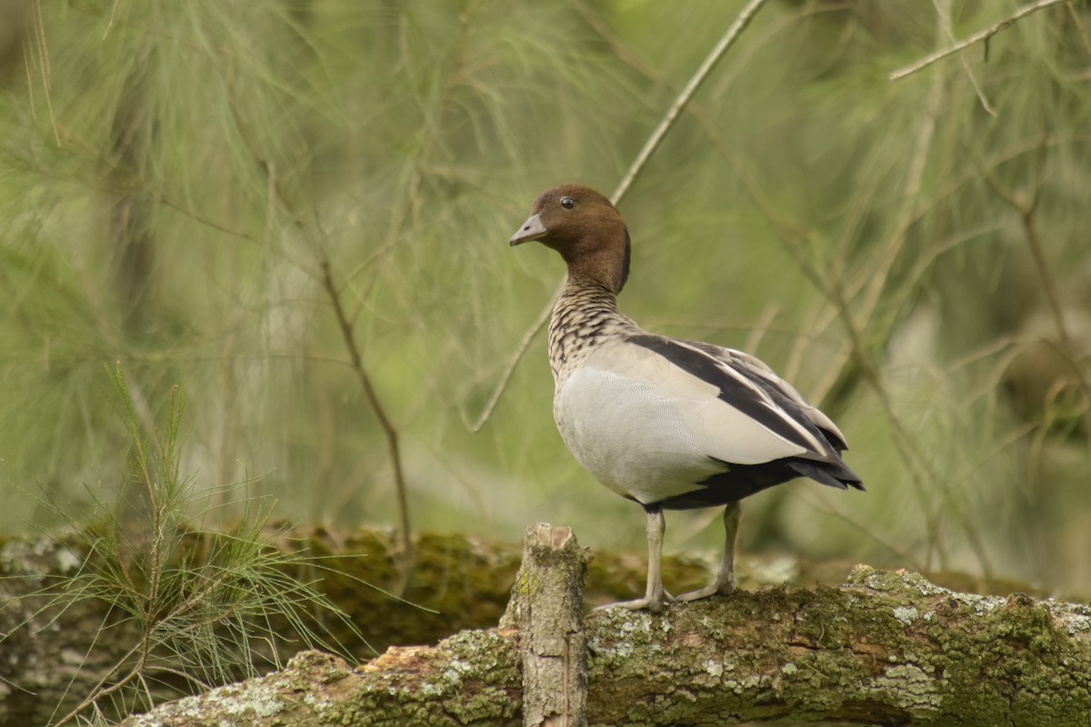 Canard à crinière - ML613622068