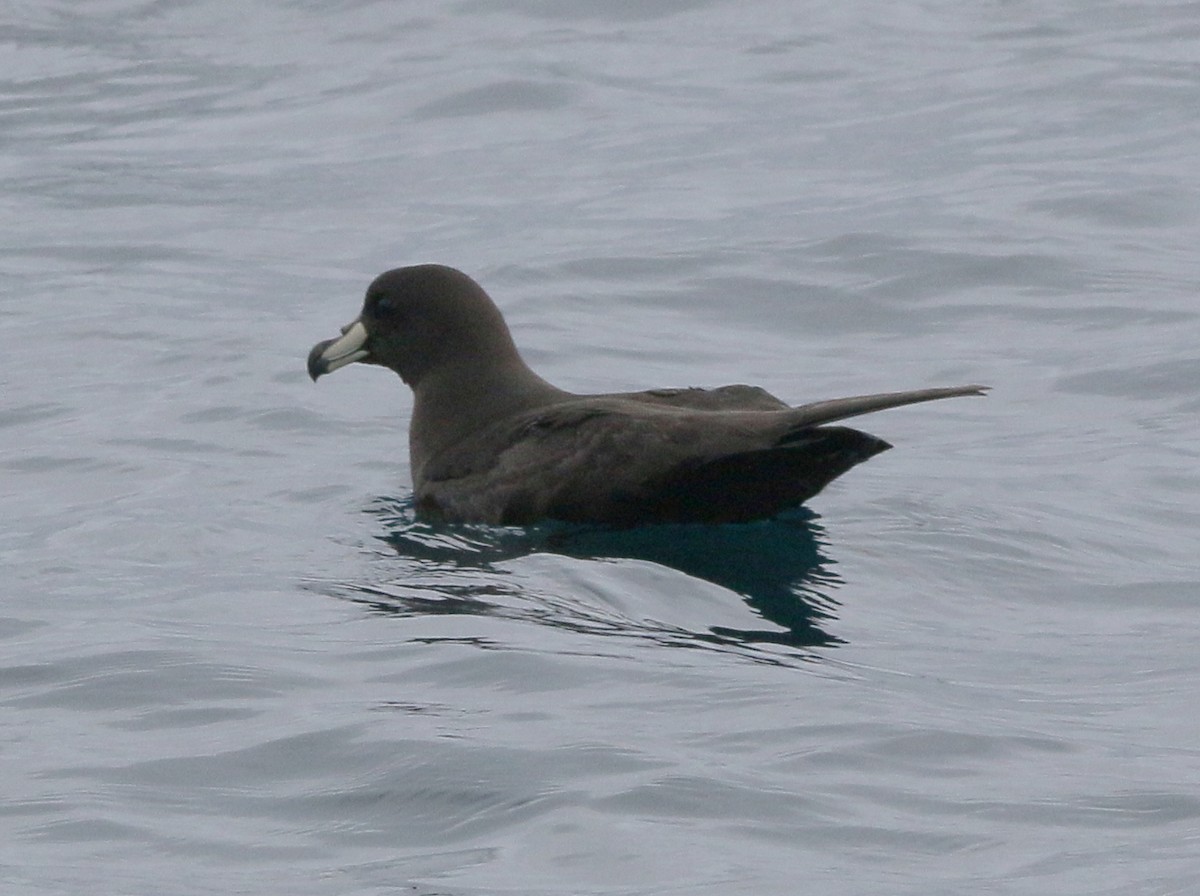 Westland Petrel - ML613622069