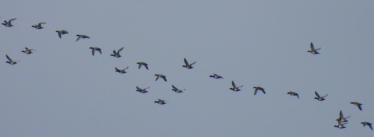 Lesser Scaup - ML613622237