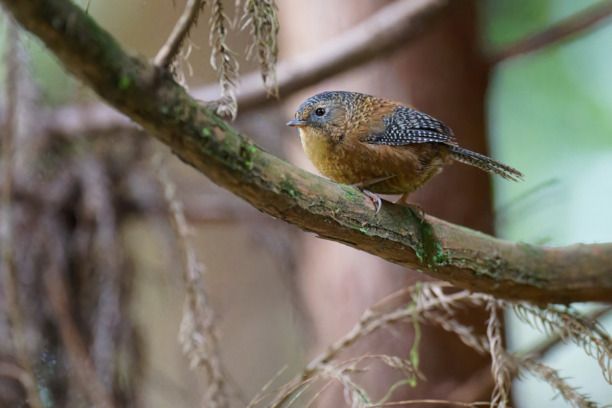 Bar-winged Wren-Babbler - Vincent Wang