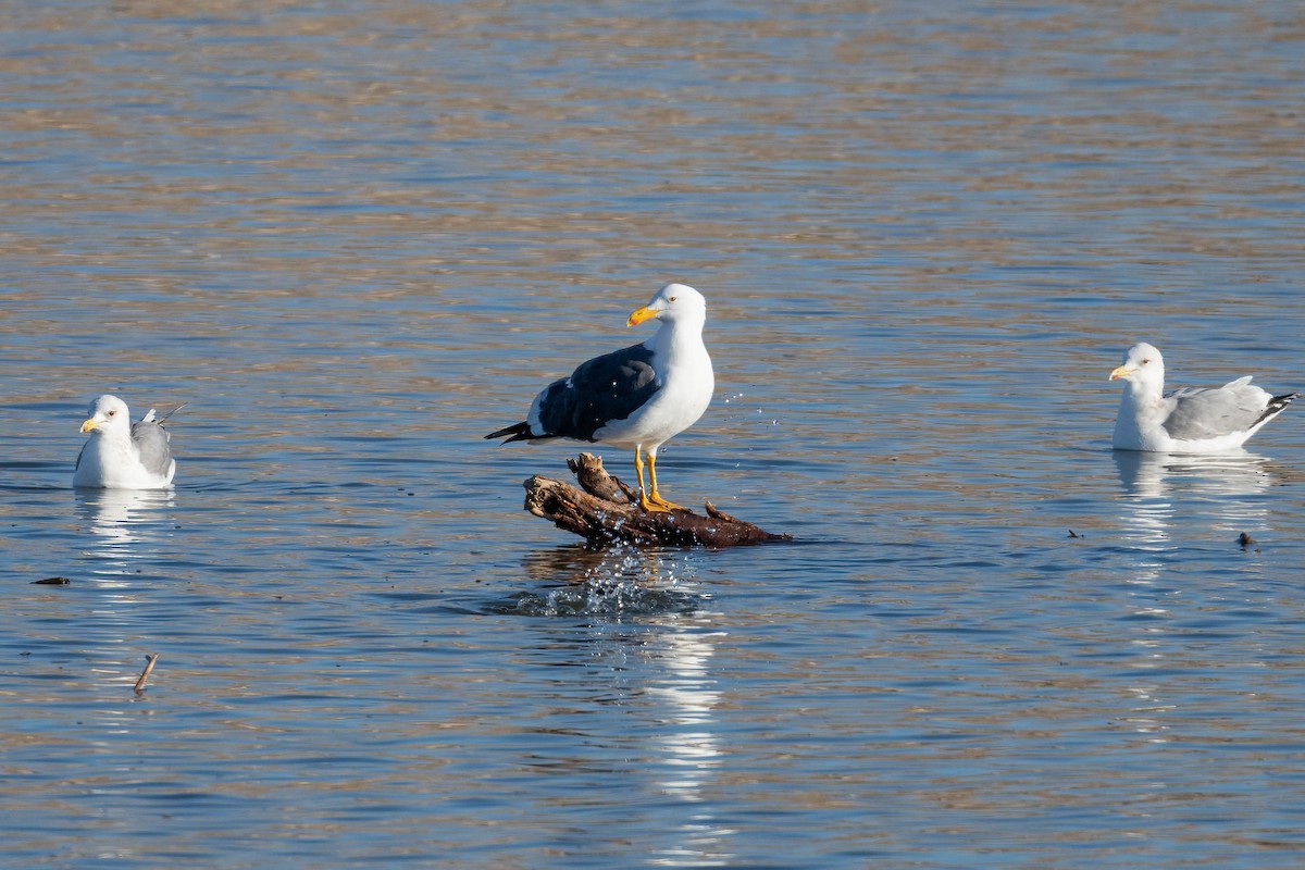 Yellow-footed Gull - ML613622259