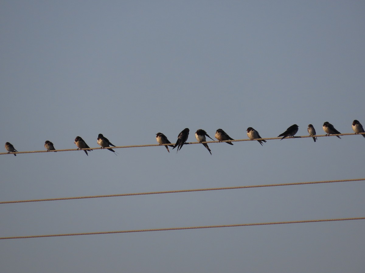 Barn Swallow - ML613622268