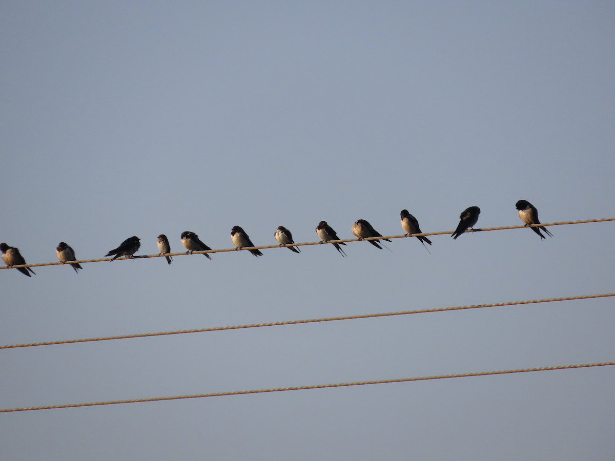 Barn Swallow - ML613622269