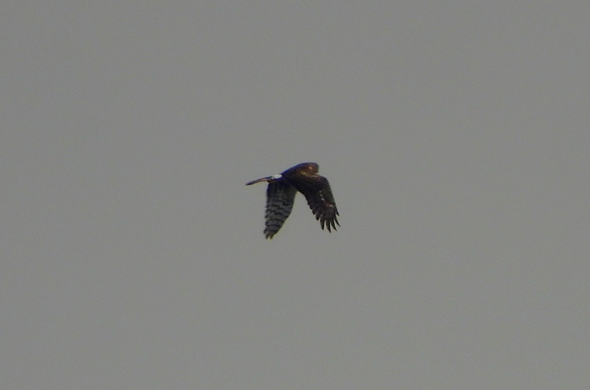 Northern Harrier - ML613622431