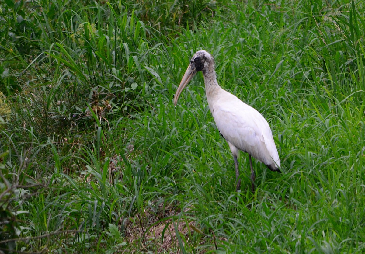 Wood Stork - ML613622481