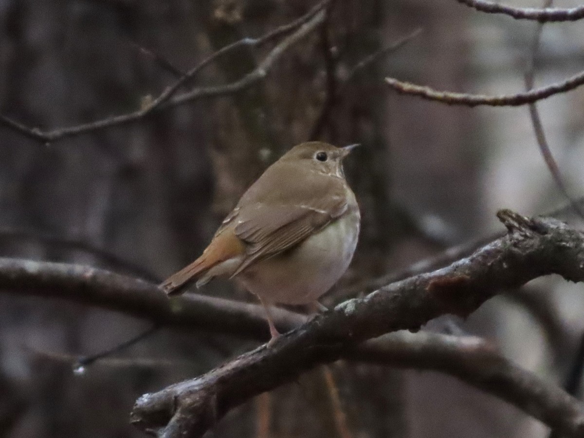 Hermit Thrush - ML613622484