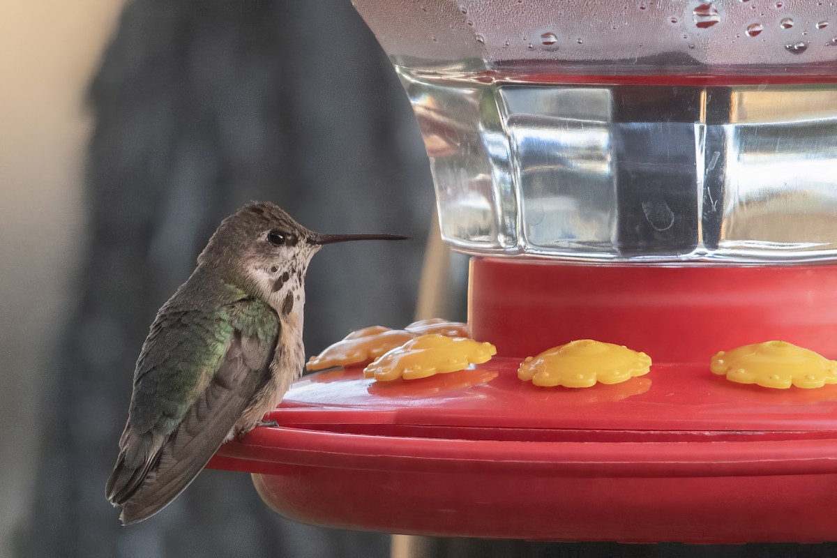 Calliope Hummingbird - ML613622516