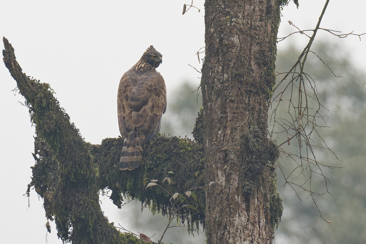 Mountain Hawk-Eagle - Vincent Wang
