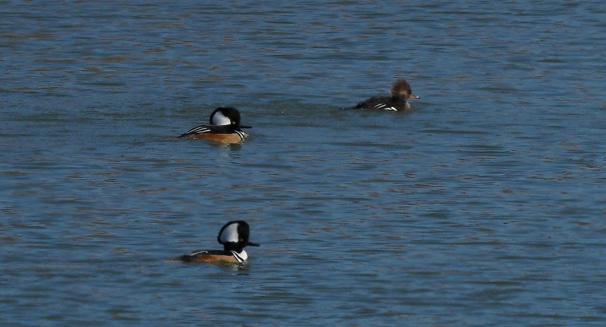 Hooded Merganser - ML613622610