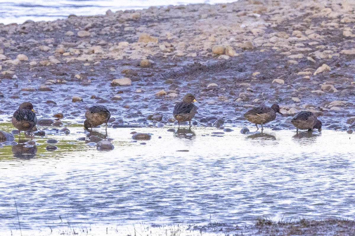 Yellow-billed Teal - ML613622644