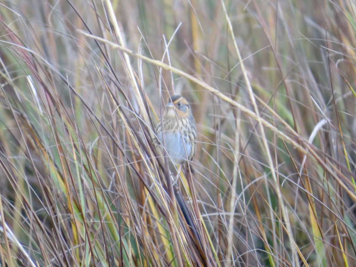 Saltmarsh Sparrow - James Leone