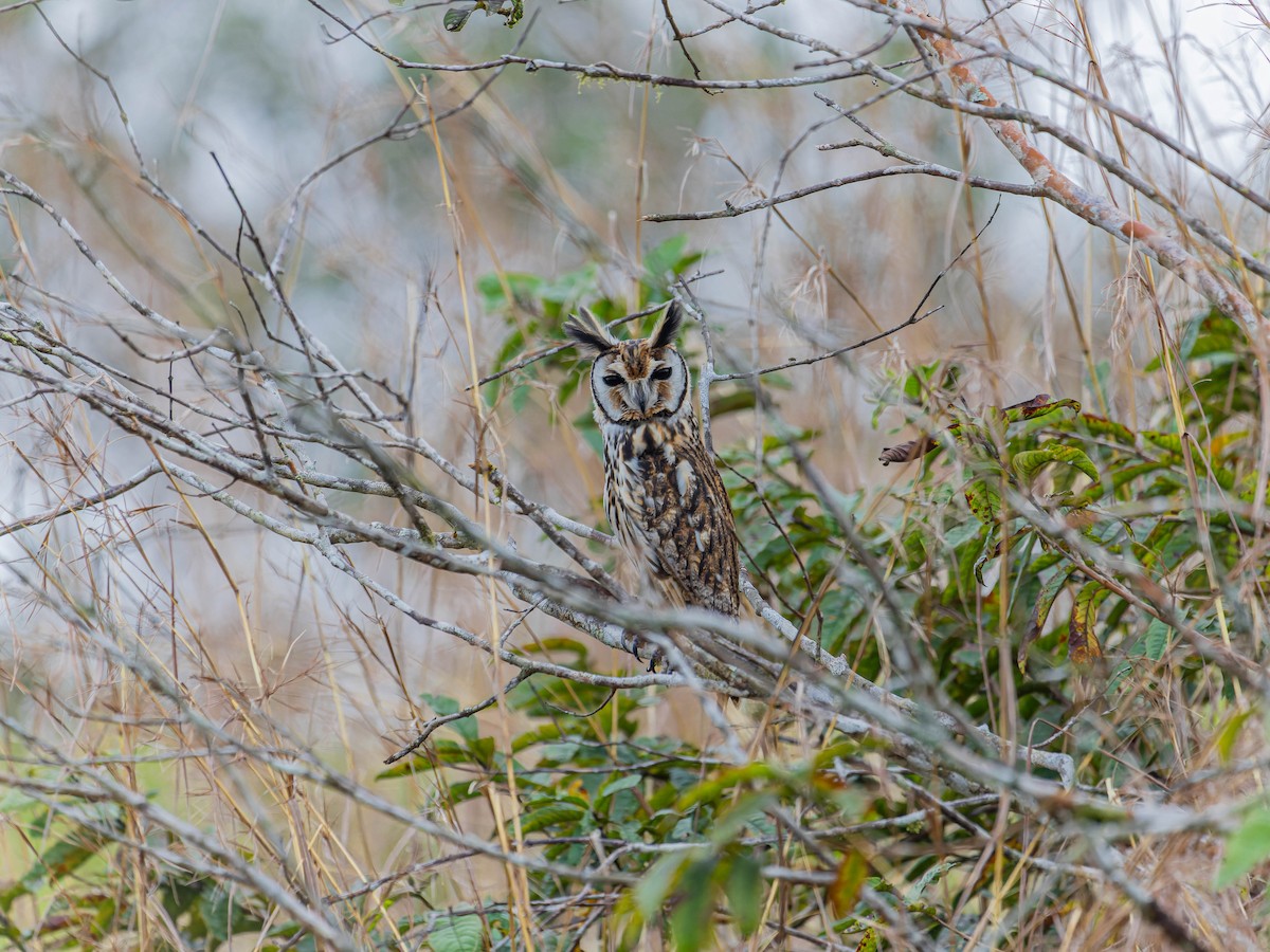 Striped Owl - ML613622691