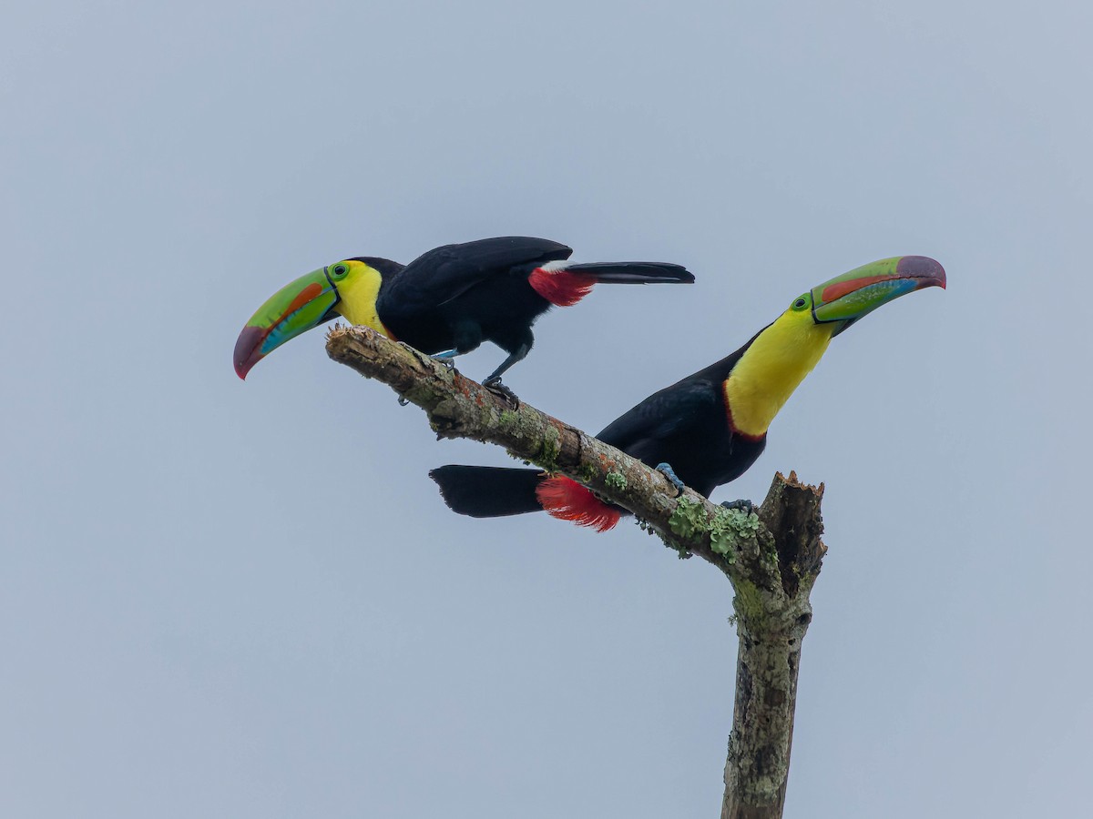 Keel-billed Toucan - ML613622713