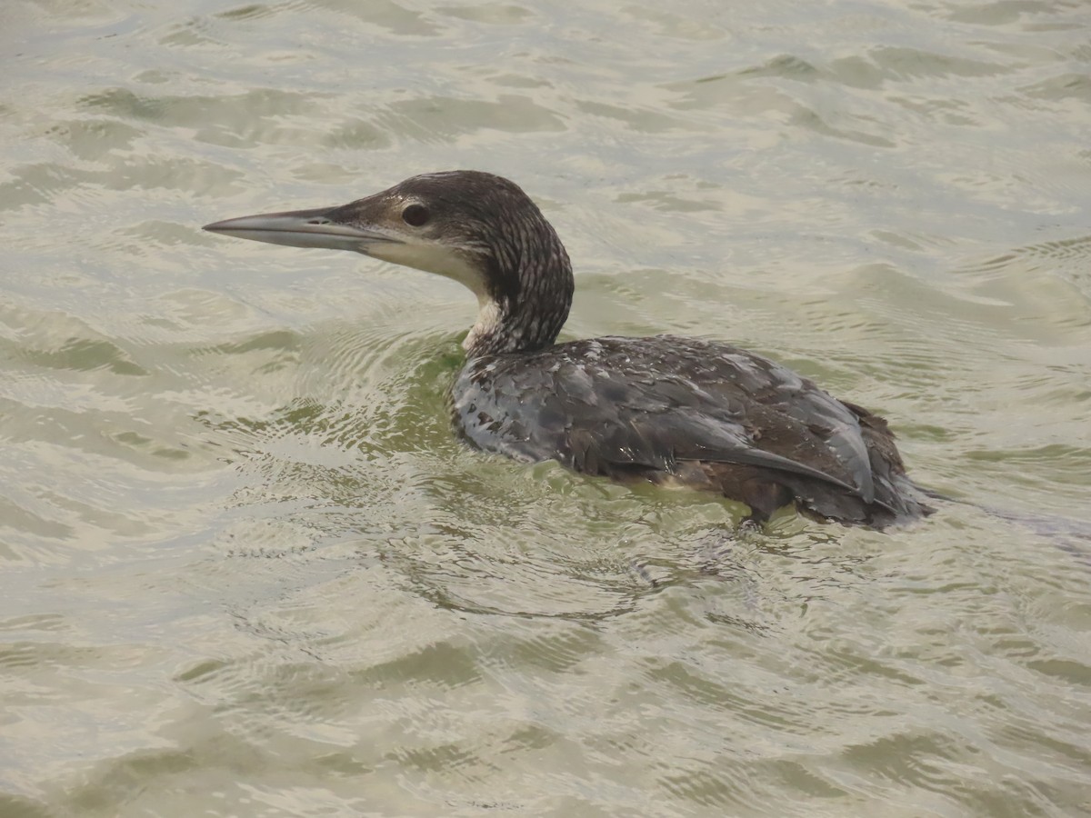 Plongeon huard - ML613622764