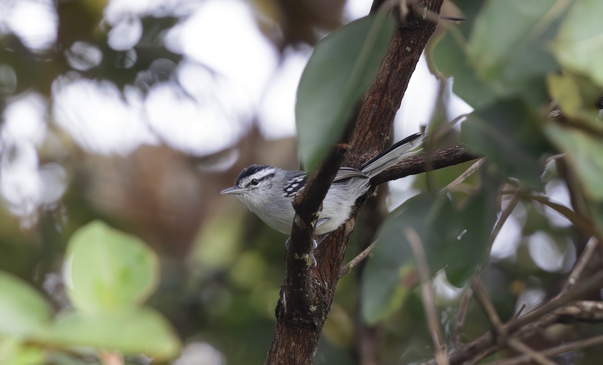 Ash-throated Antwren - ML613622770