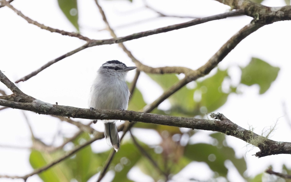 Ash-throated Antwren - ML613622776