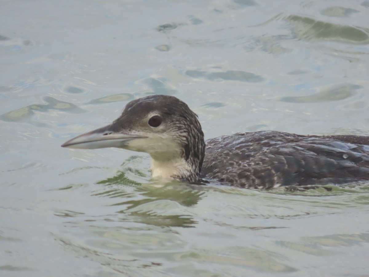 Common Loon - Laurie Witkin