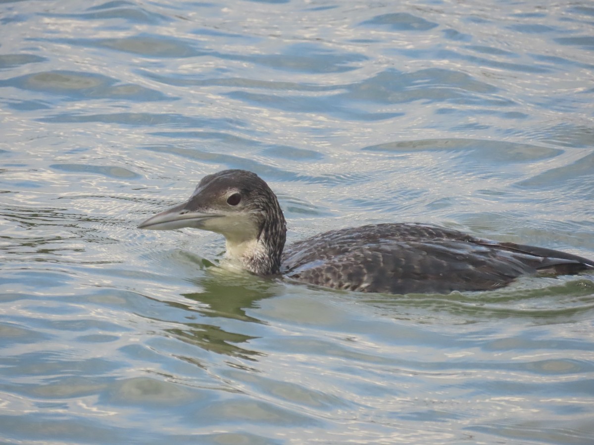 Plongeon huard - ML613622800