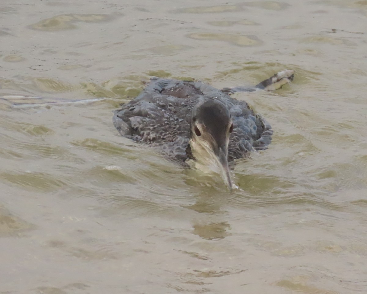 Common Loon - ML613622801