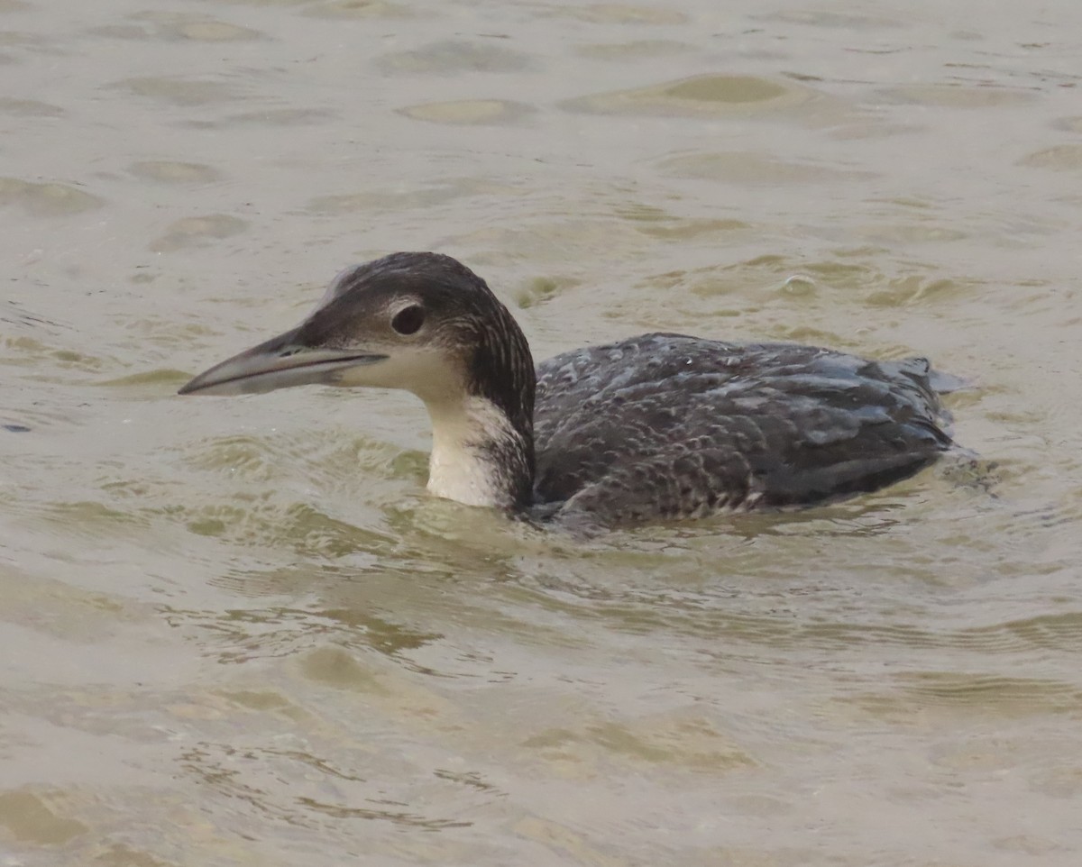 Common Loon - Laurie Witkin