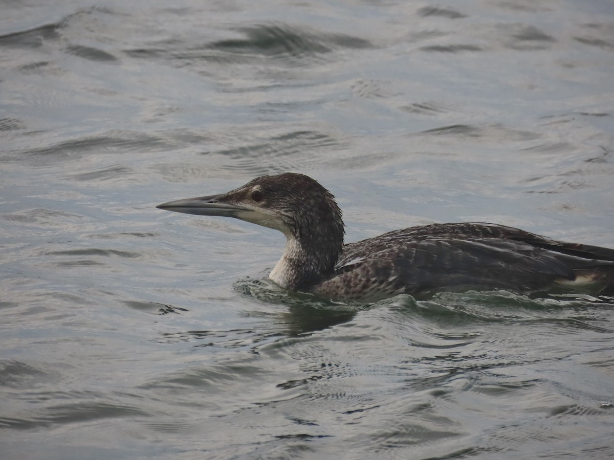 Plongeon huard - ML613622803