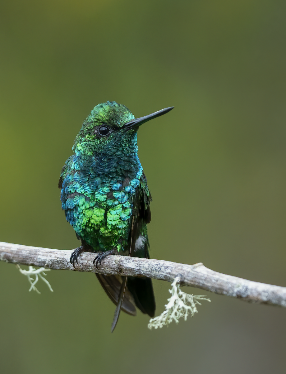 Western Emerald - ML613622804