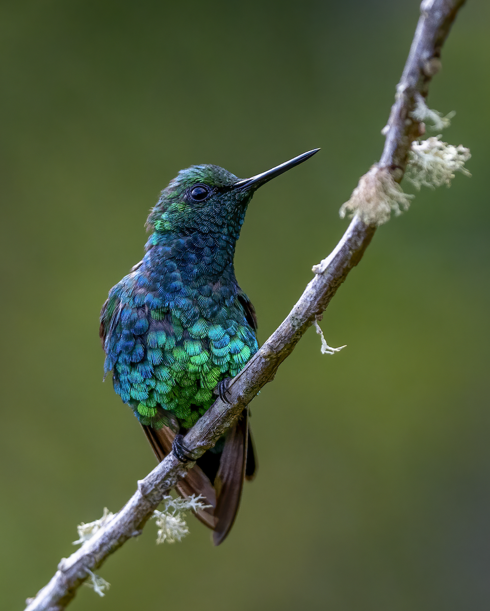 kolibřík blýskavý - ML613622811