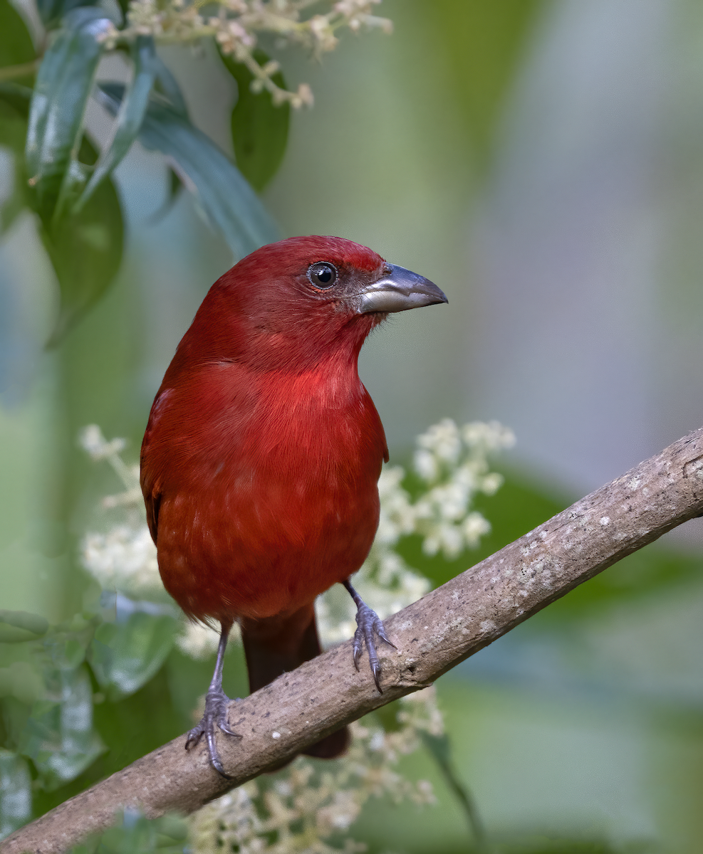 Hepatic Tanager - ML613622841