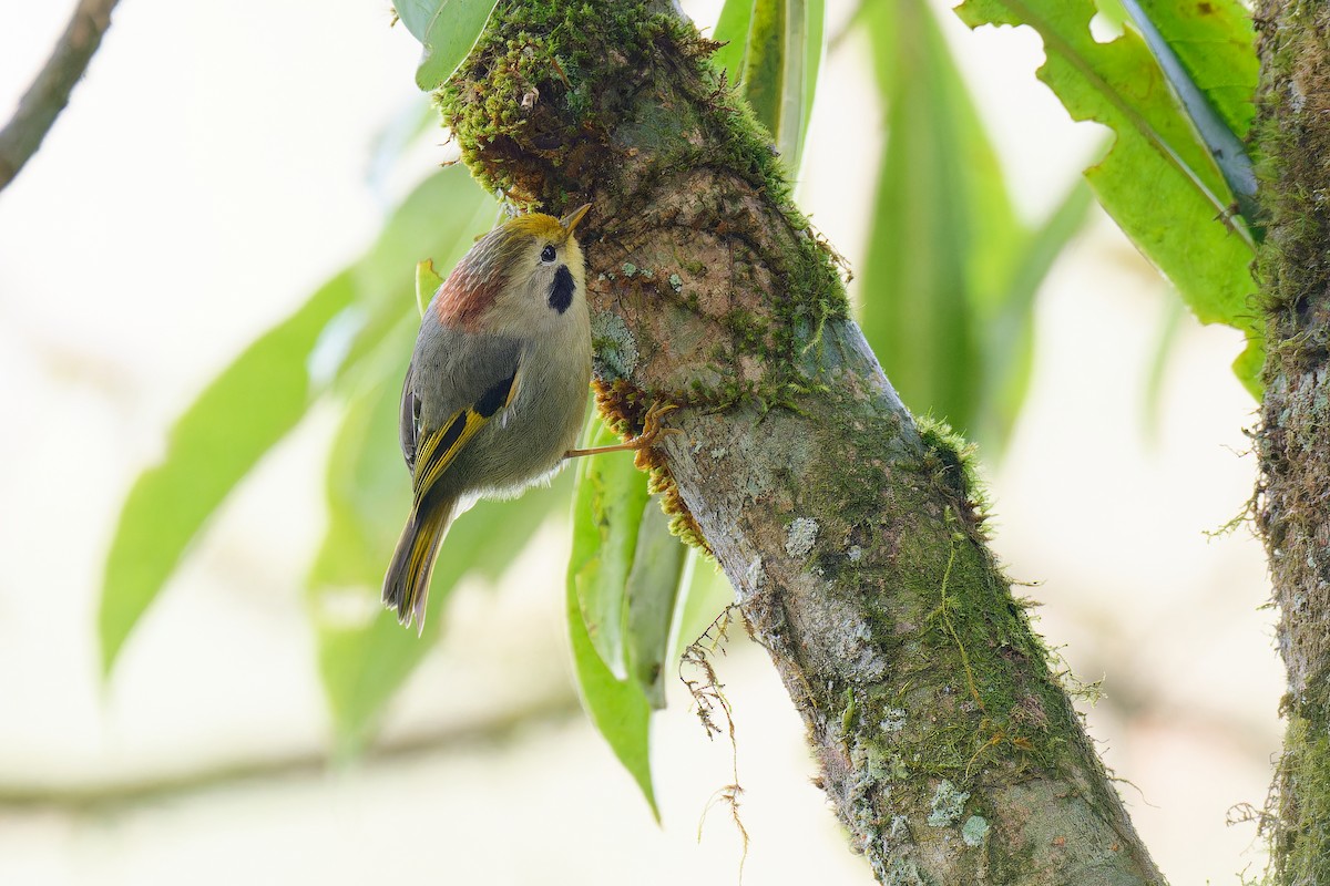 Gold-fronted Fulvetta - ML613622930