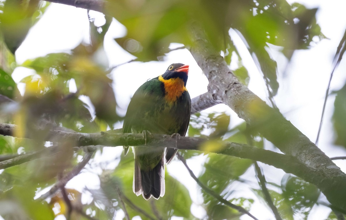 Masked Fruiteater - Timo Mitzen