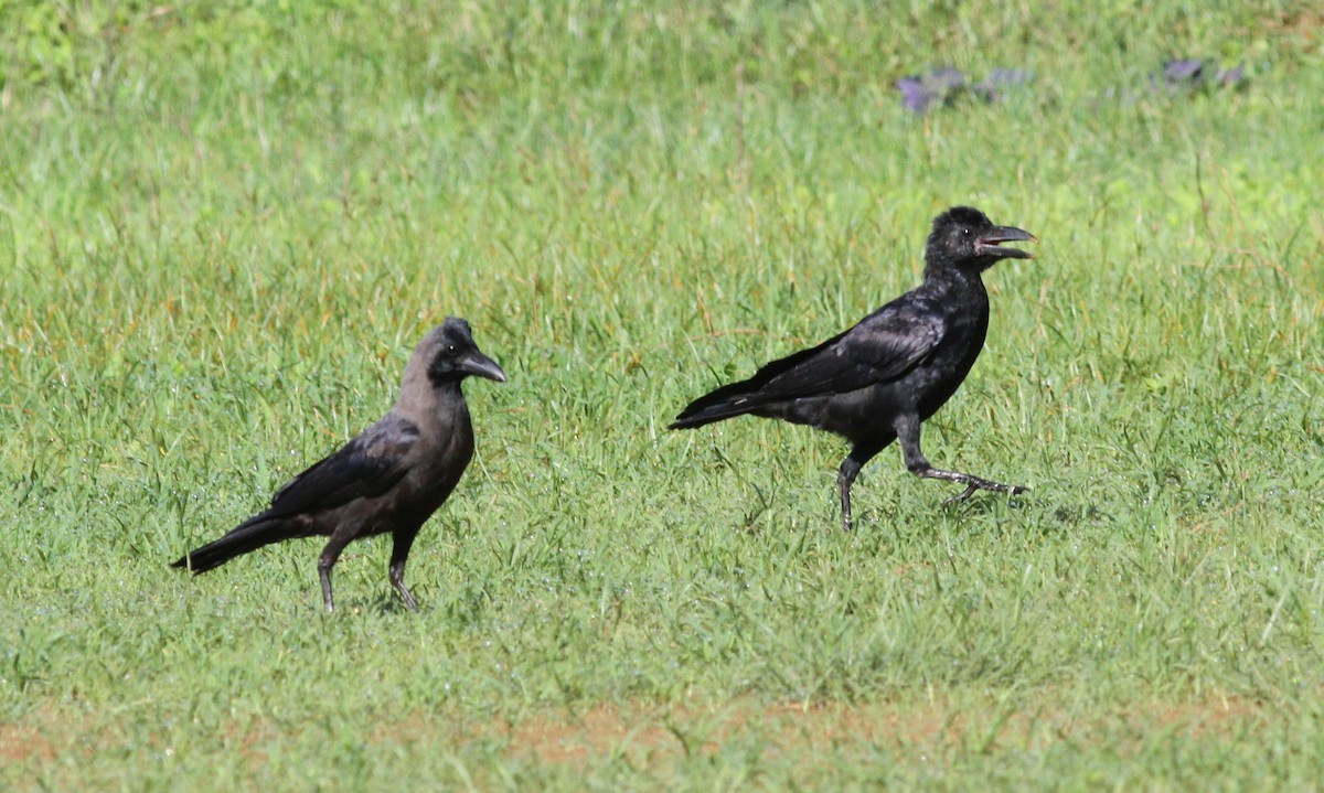 House Crow - Manoj Karingamadathil