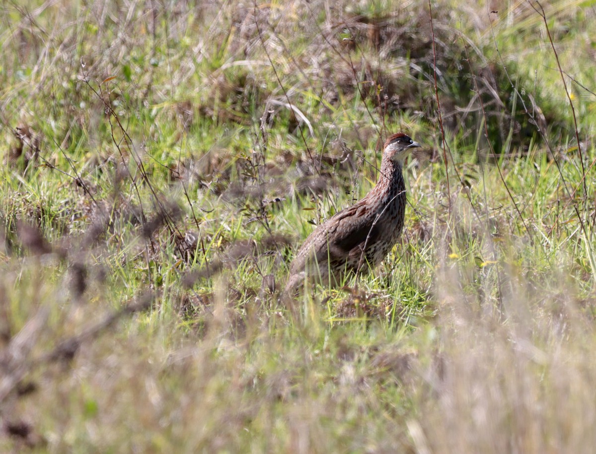 Erckel's Spurfowl - ML613623070