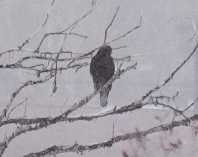 Red-tailed Hawk (Harlan's) - Diane Stinson