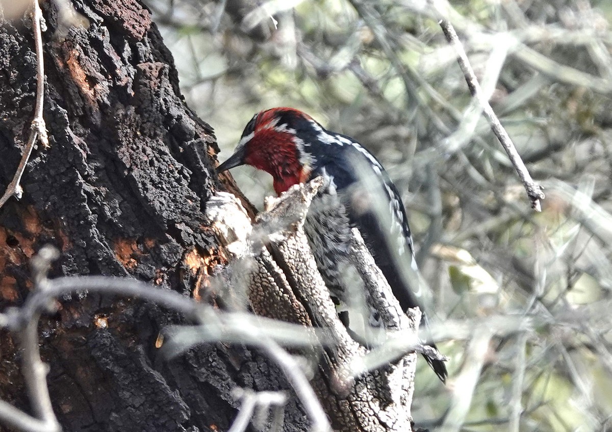 Red-naped x Red-breasted Sapsucker (hybrid) - ML613623286