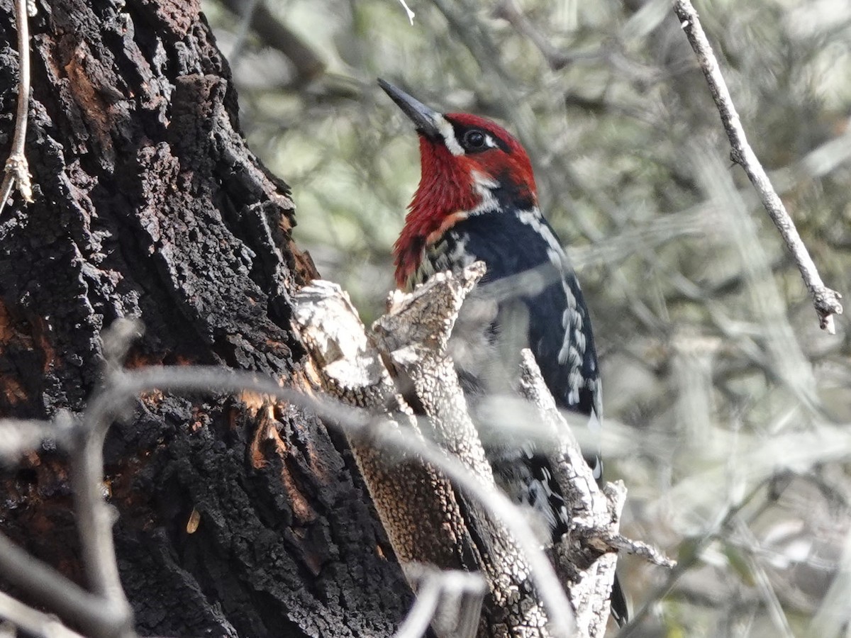 Red-naped x Red-breasted Sapsucker (hybrid) - ML613623288