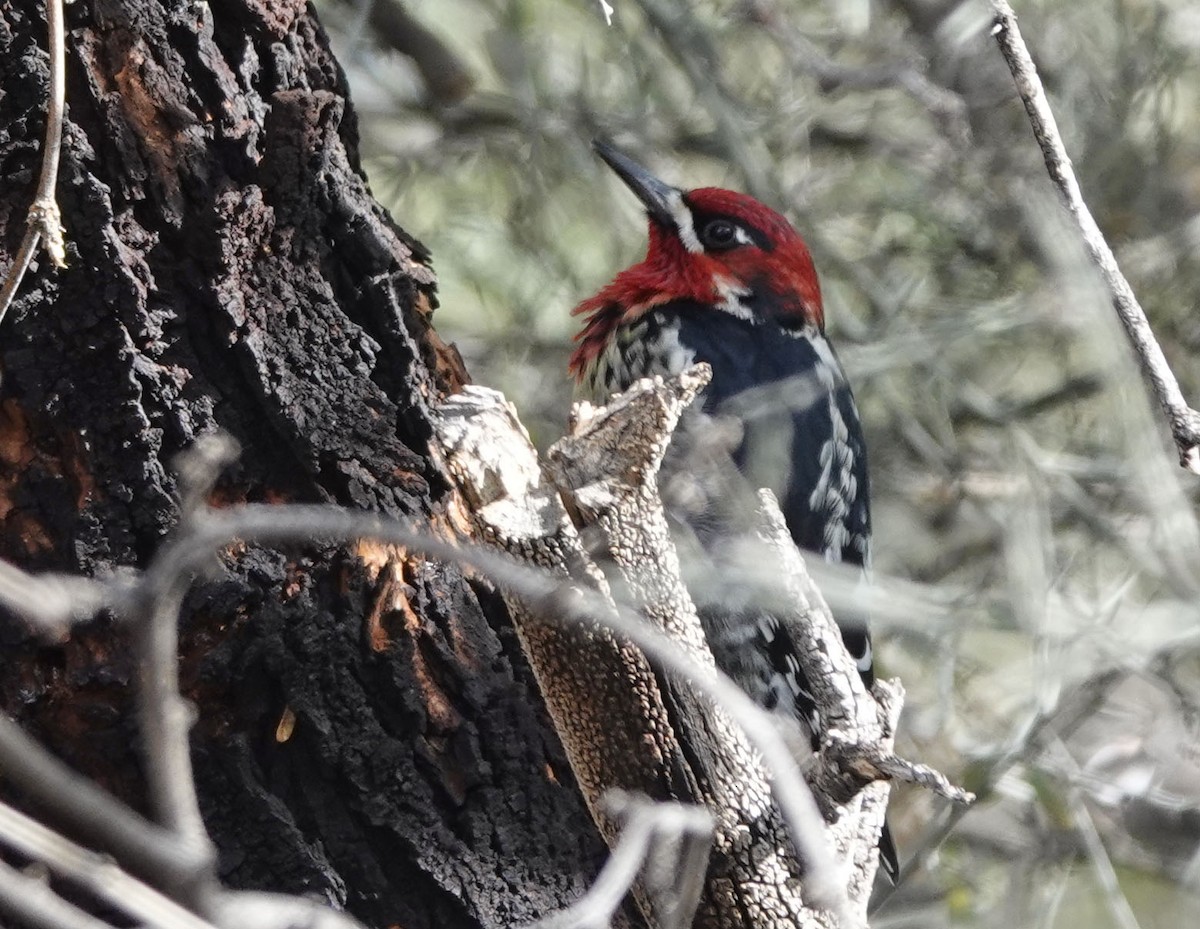 Red-naped x Red-breasted Sapsucker (hybrid) - ML613623289