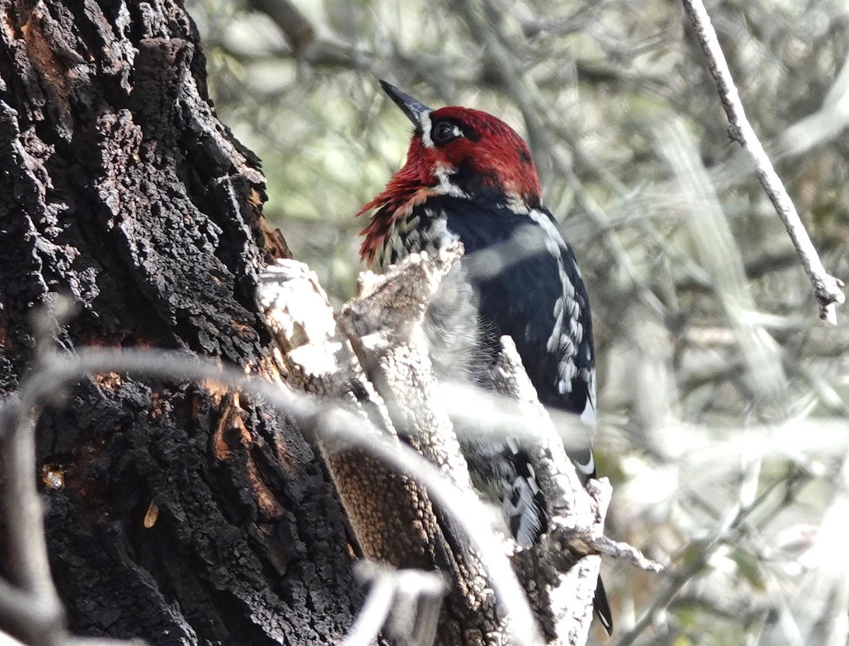 Red-naped x Red-breasted Sapsucker (hybrid) - ML613623290